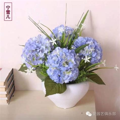 繡球花盆栽|菜鳥學堂18——繡球花的栽培與養護